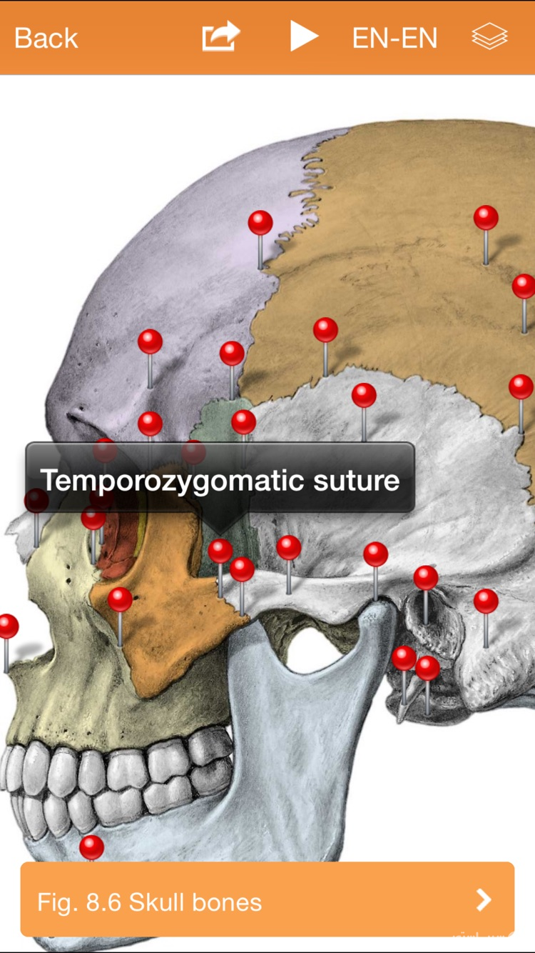 Sobotta Anatomy screenshot 2