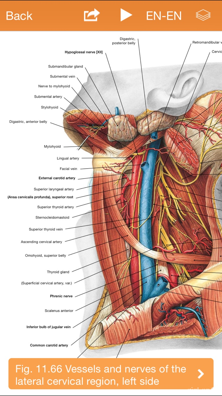 Sobotta Anatomy screenshot 4