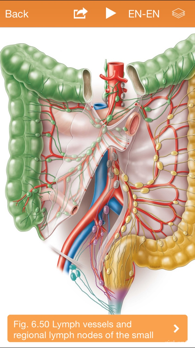 Sobotta Anatomy screenshot 5