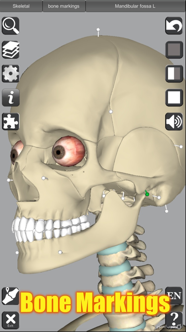 3D Anatomy screenshot 9