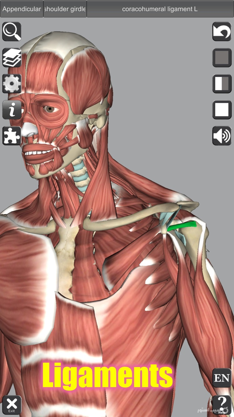 3D Anatomy screenshot 8