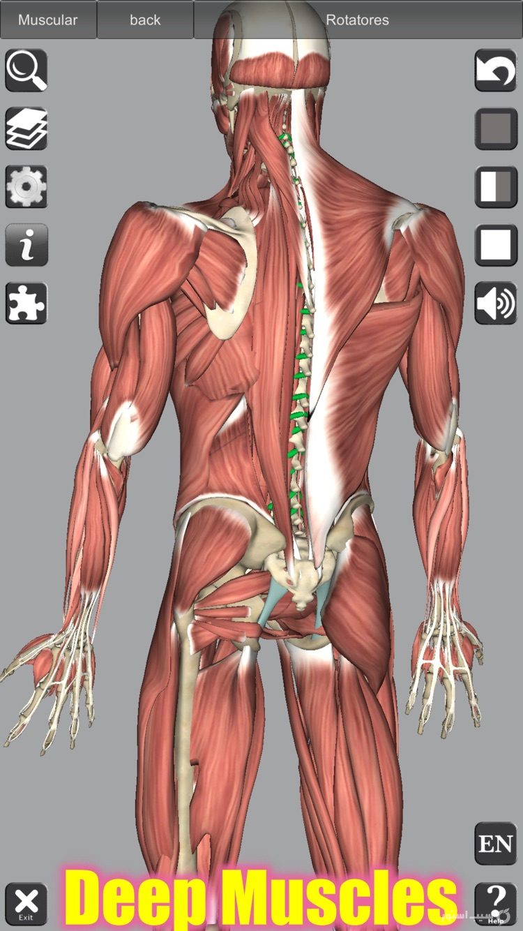3D Anatomy screenshot 5
