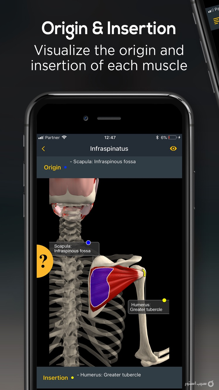 Anatomy by Muscle & Motion ++ screenshot 6