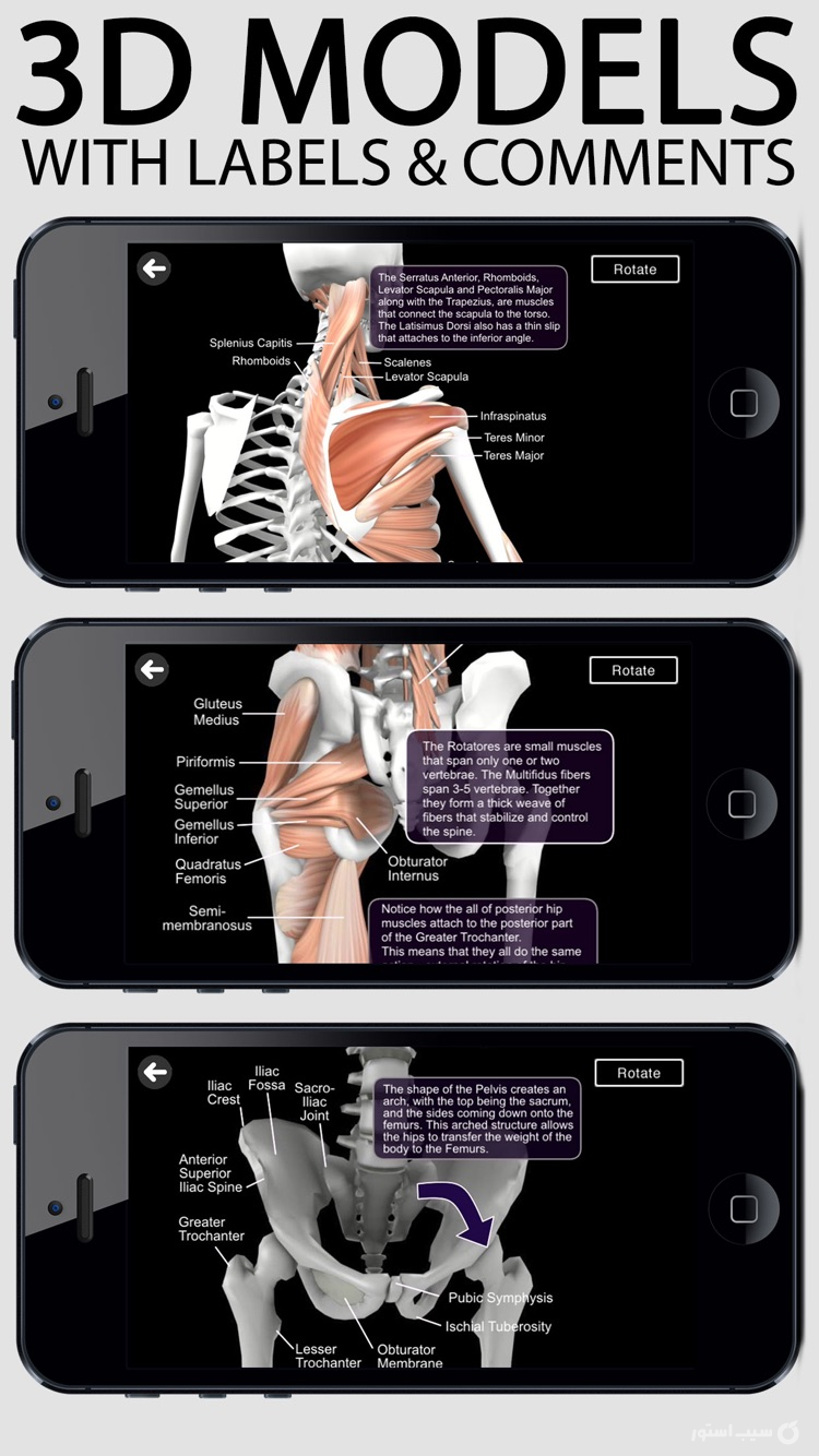 Learn Muscles: Anatomy screenshot 1