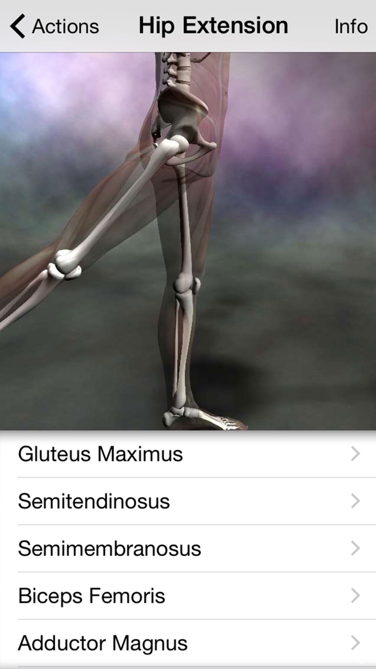 Learn Muscles: Anatomy screenshot 3