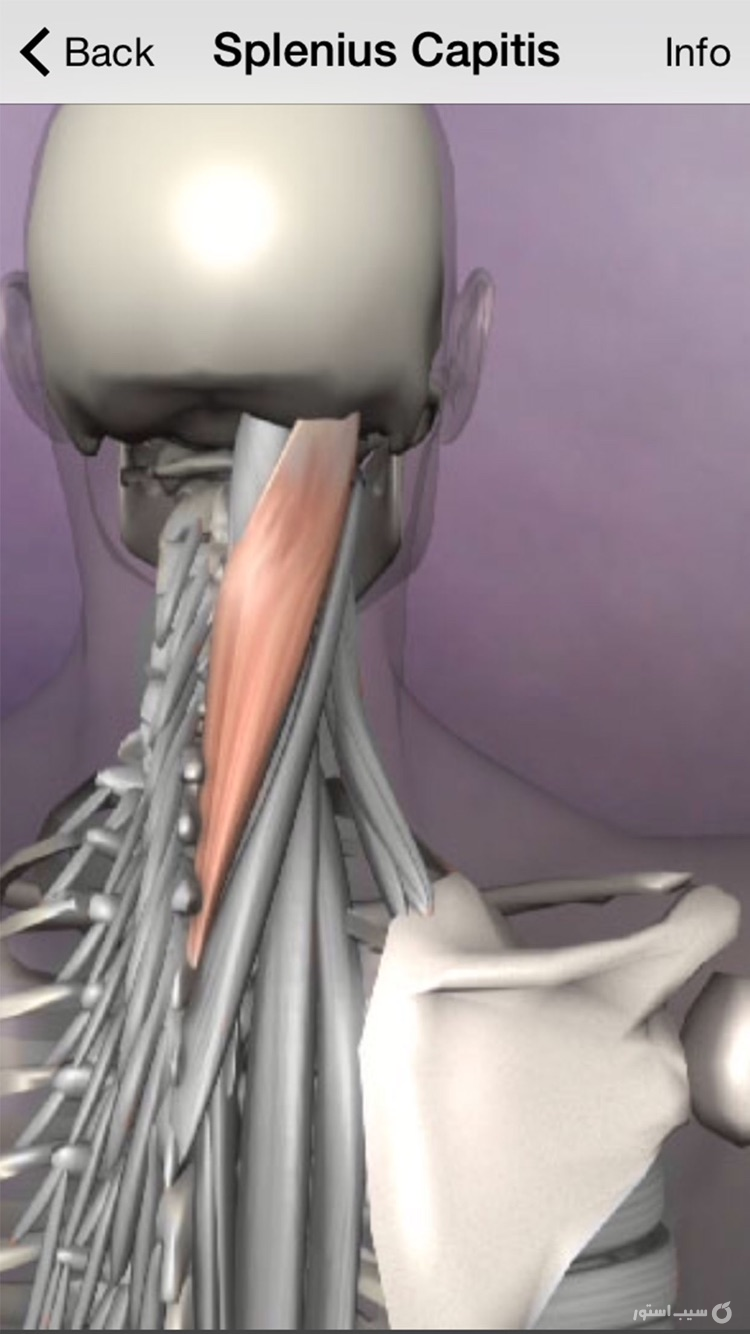 Learn Muscles: Anatomy screenshot 4