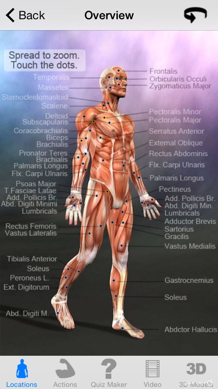 Learn Muscles: Anatomy screenshot 2