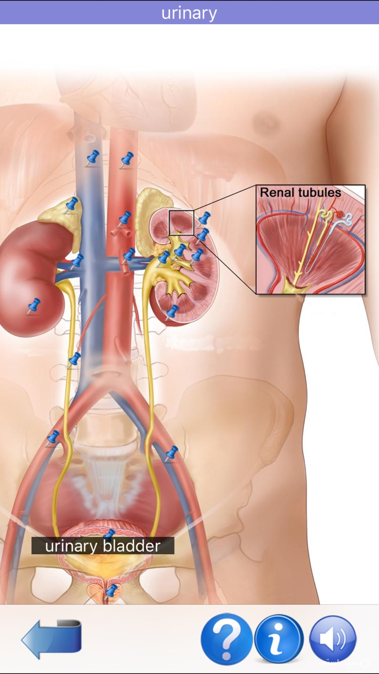 Visual Anatomy screenshot 21