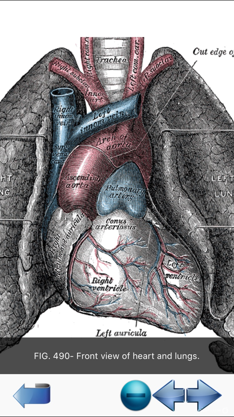 Visual Anatomy screenshot 18