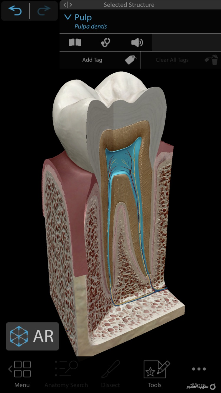 Human Anatomy ++ screenshot 1