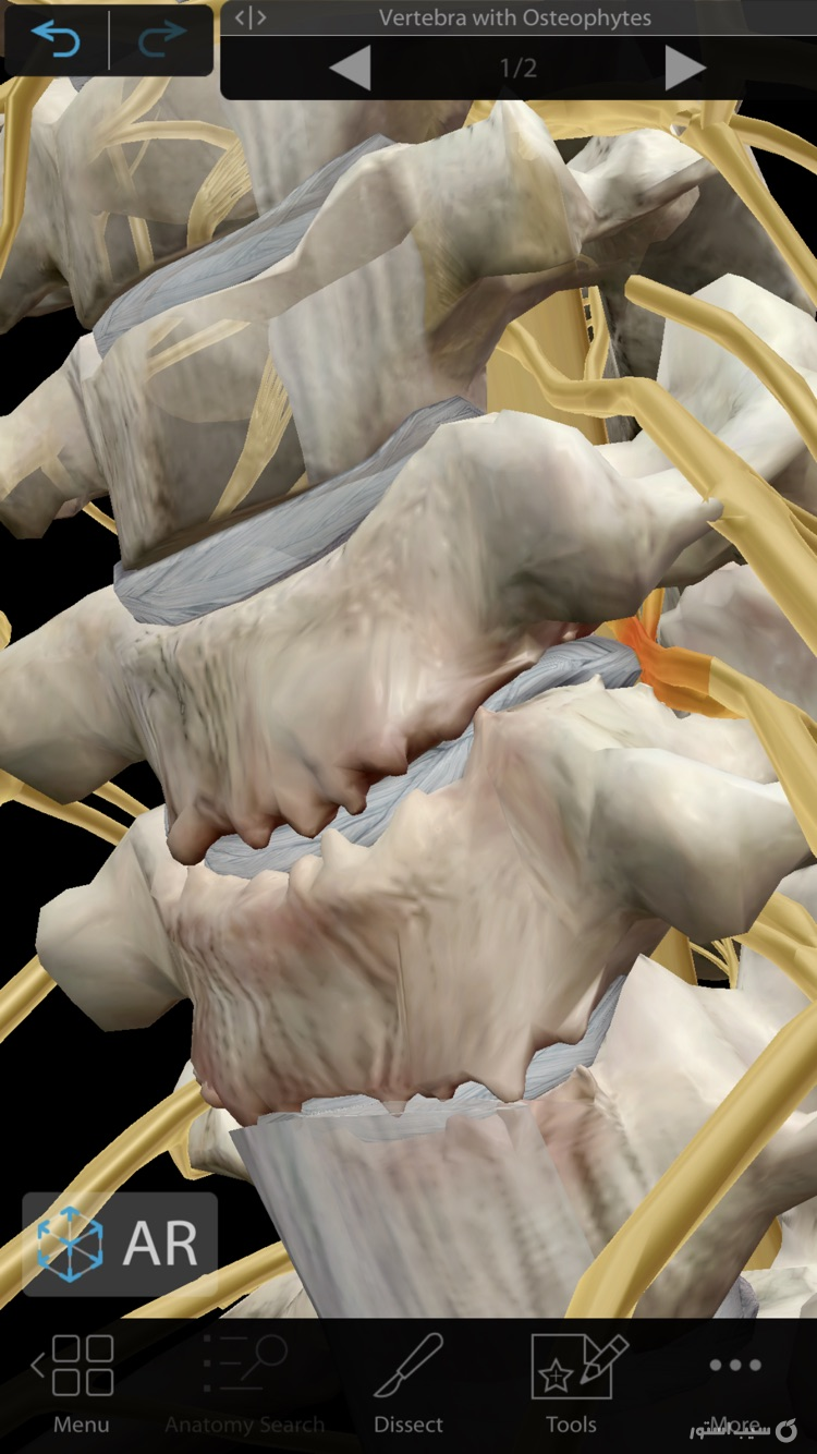 Muscles & Kinesiology screenshot 4