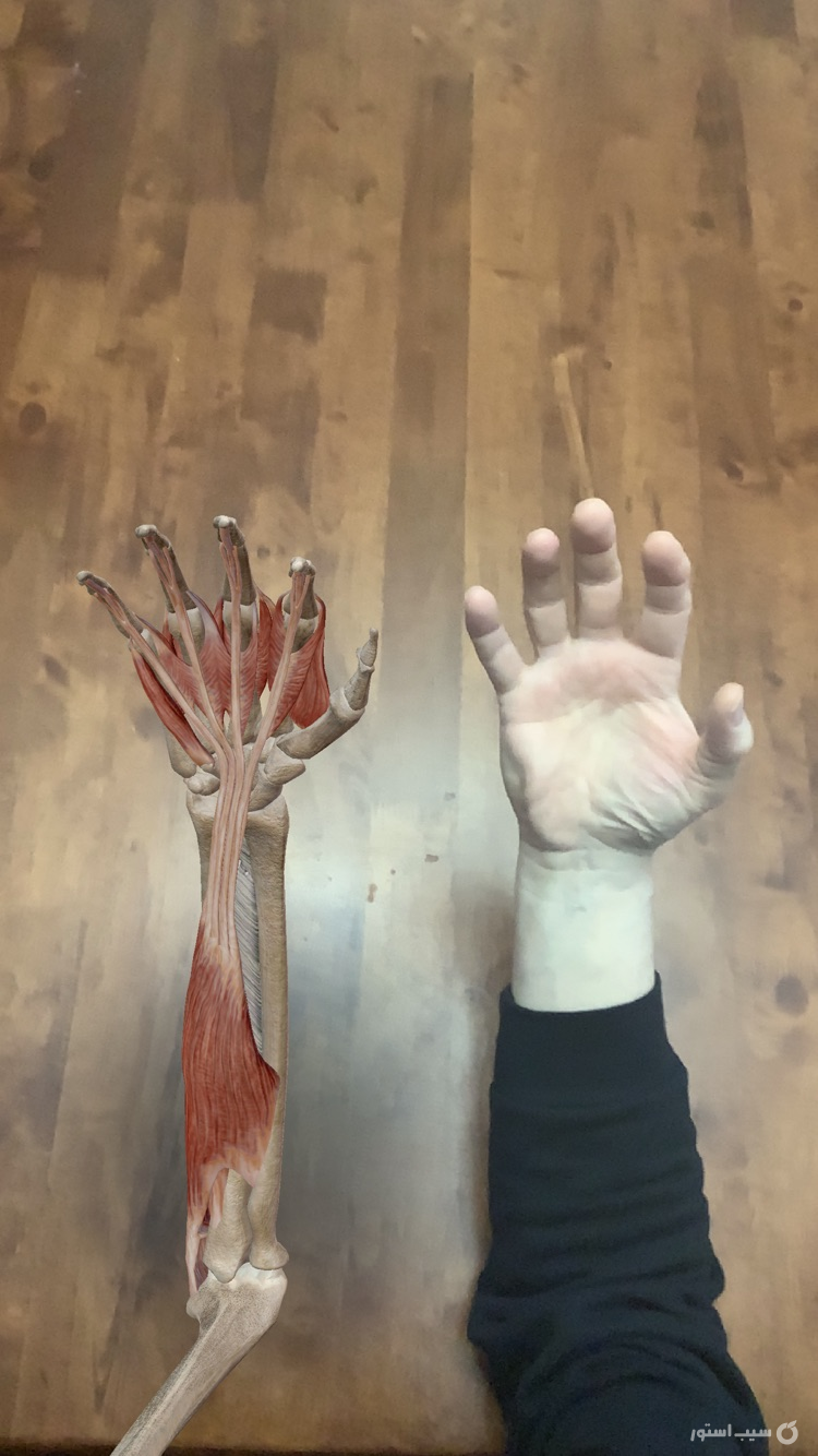 Muscles & Kinesiology screenshot 7