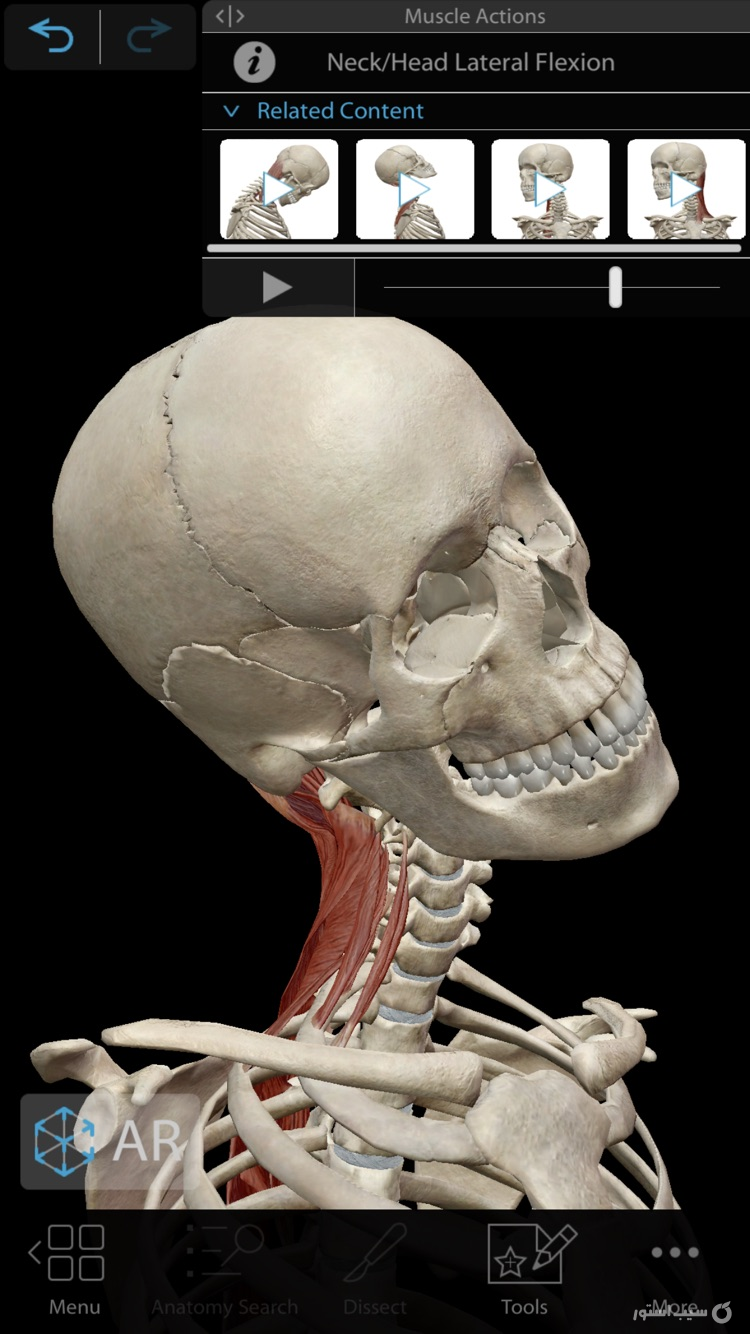 Muscles & Kinesiology screenshot 6