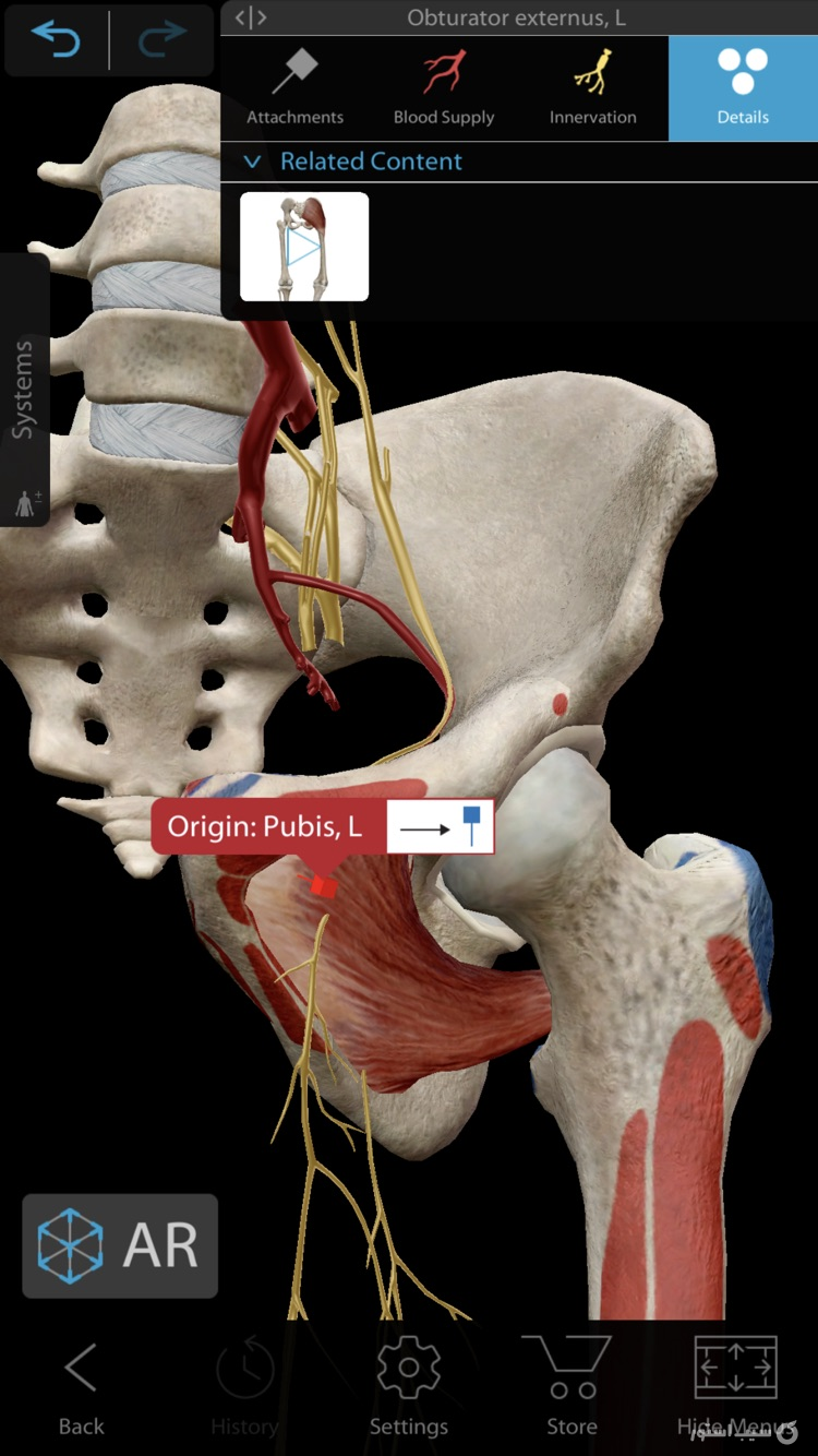 Muscles & Kinesiology screenshot 1